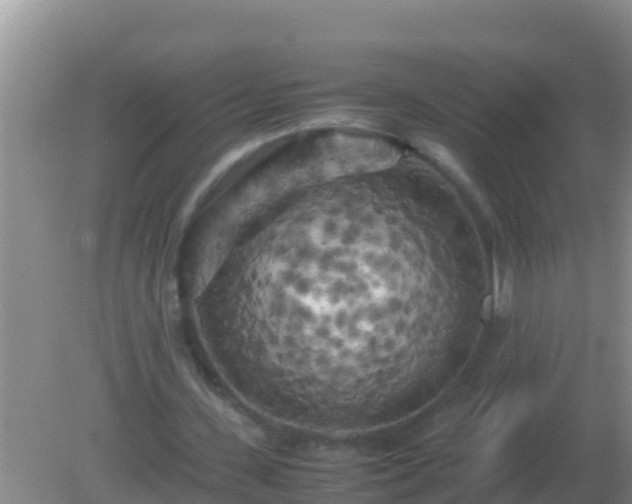 X0000082170531200701270002