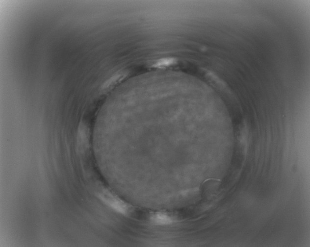 X0000082170565200701270003