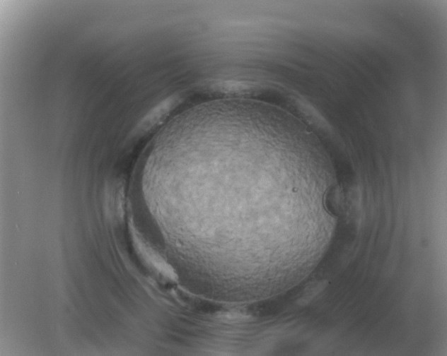 X0000082170644200701270001