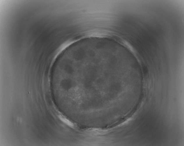 X0000082170779200701262359