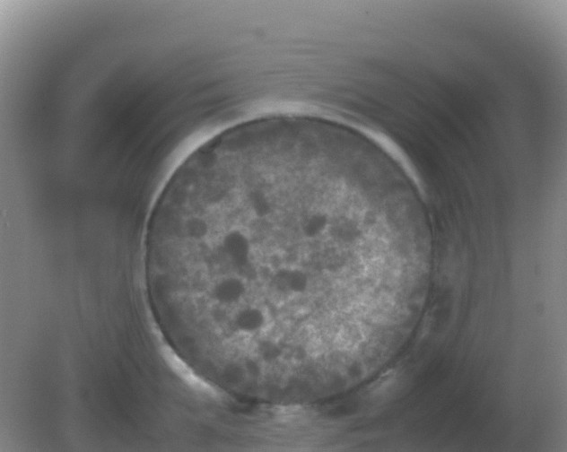 X0000082170903200701262357