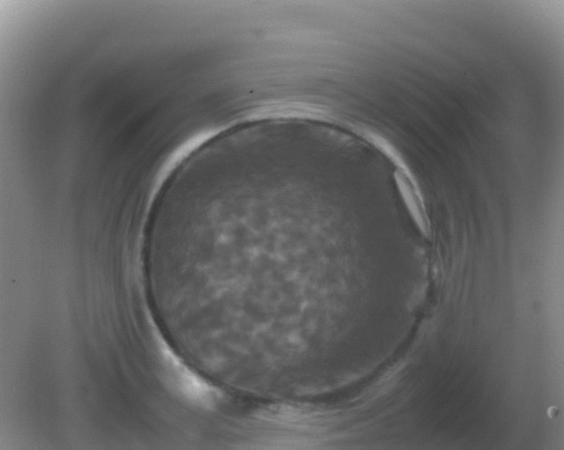 X0000082170995200701262355