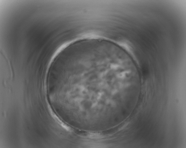 X0000082171191200701262352