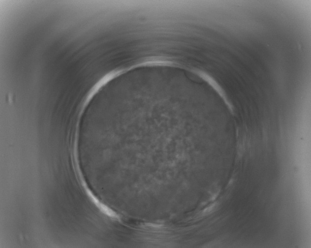 X0000082171245200701262352