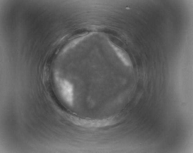 X0000082170043200702021738