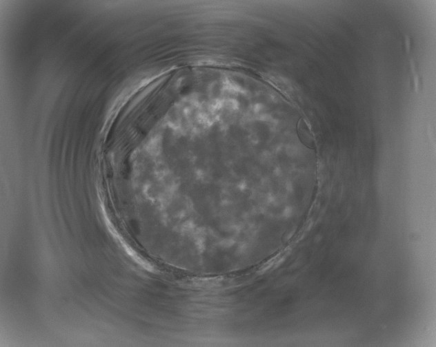 X0000082170049200702021737