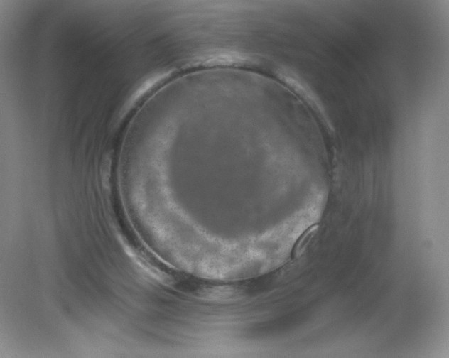 X0000082170058200702021737