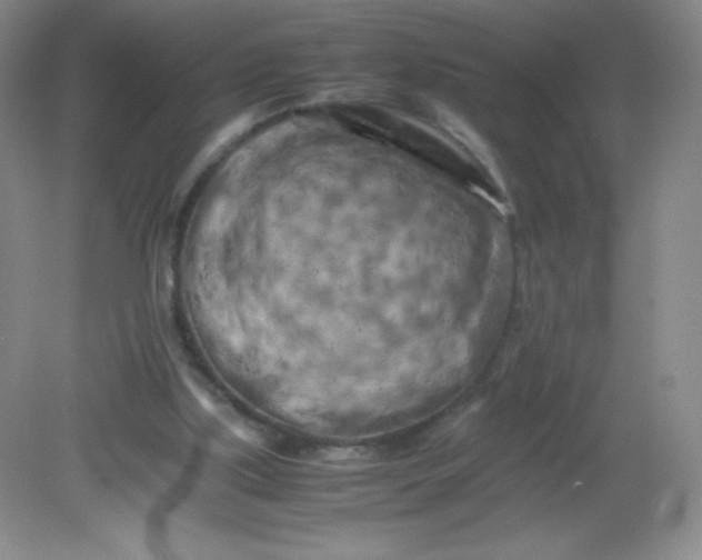 X0000082170059200702021737