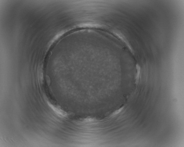 X0000082170204200702021735