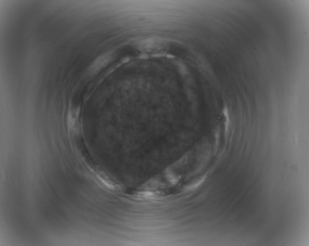 X0000082170239200702021734