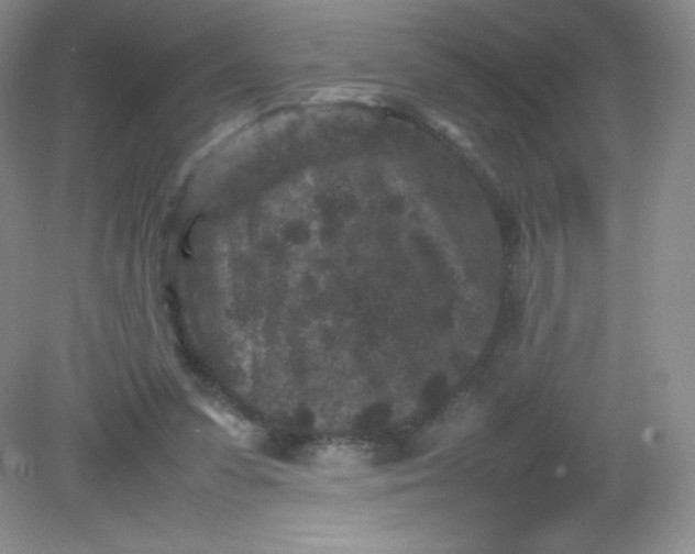 X0000082170303200702021733