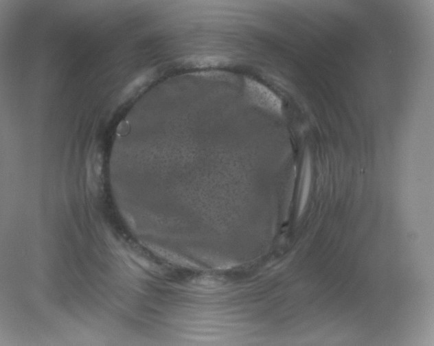 X0000082170308200702021733