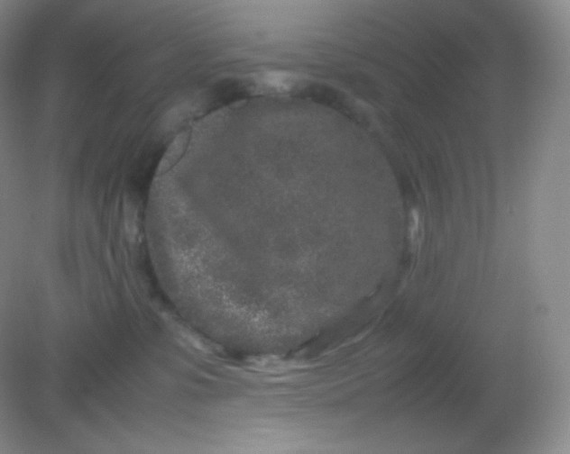 X0000082170331200702021733