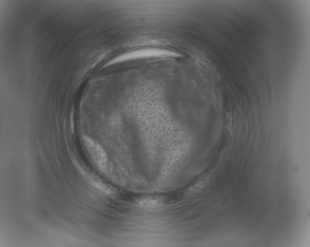 X0000082170358200702021732