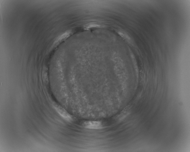 X0000082170361200702021732