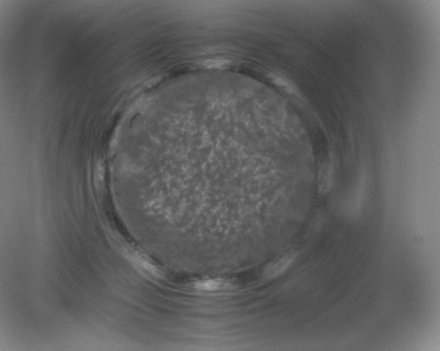 X0000082170365200702021733