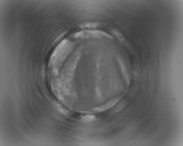 X0000082170374200702021733