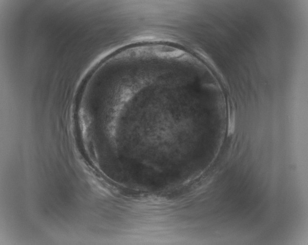 X0000082170387200702021732