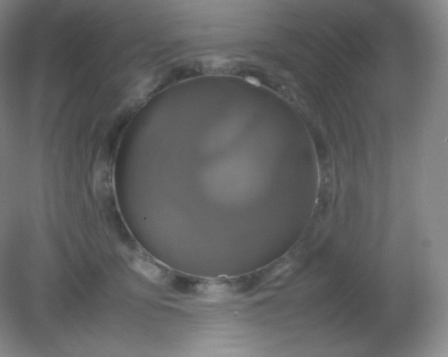 X0000082170419200702021731