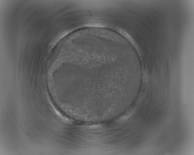 X0000082170433200702021730