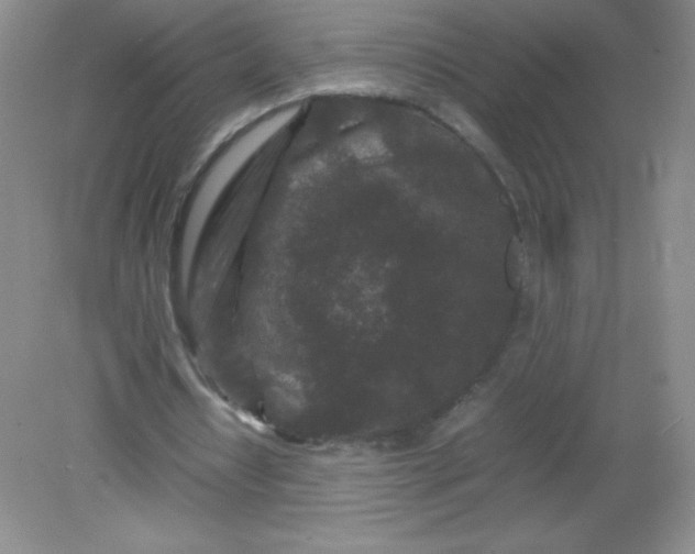 X0000082170434200702021730