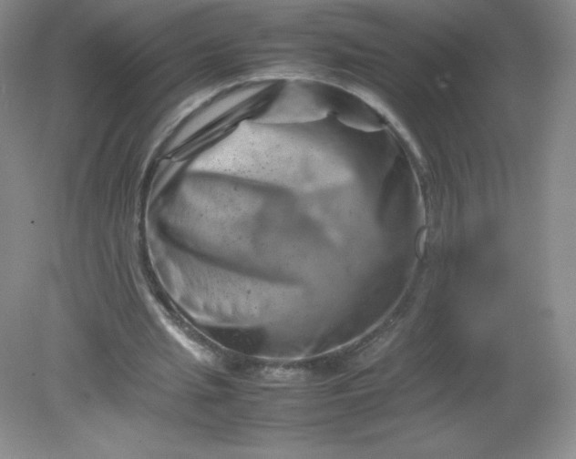 X0000082170437200702021731