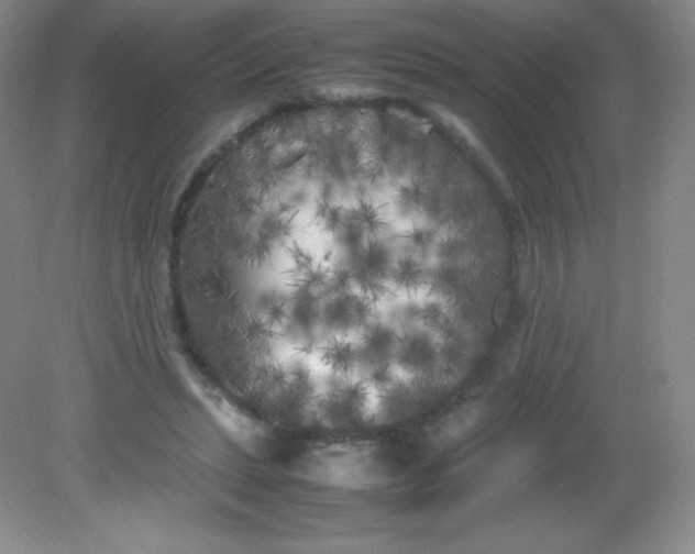 X0000082170447200702021731