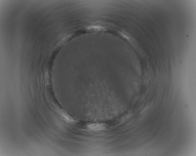 X0000082170465200702021731