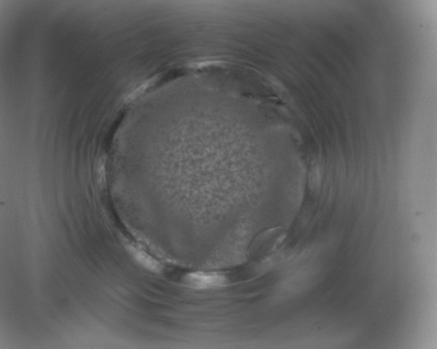 X0000082170477200702021731