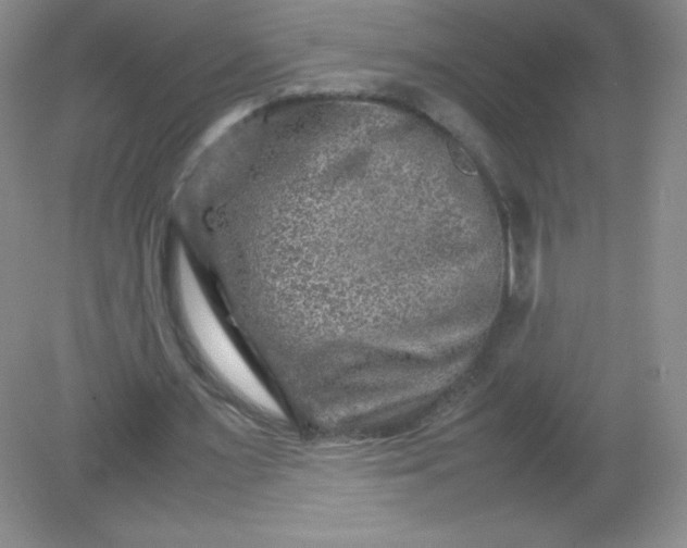 X0000082170483200702021730