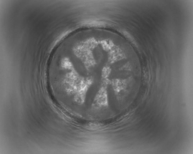 X0000082170487200702021730