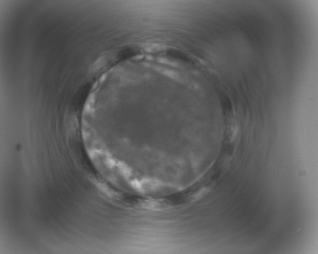 X0000082170523200702021730