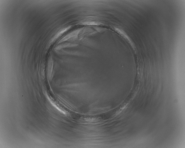 X0000082170533200702021729