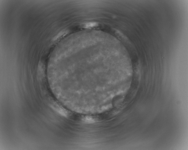 X0000082170565200702021729