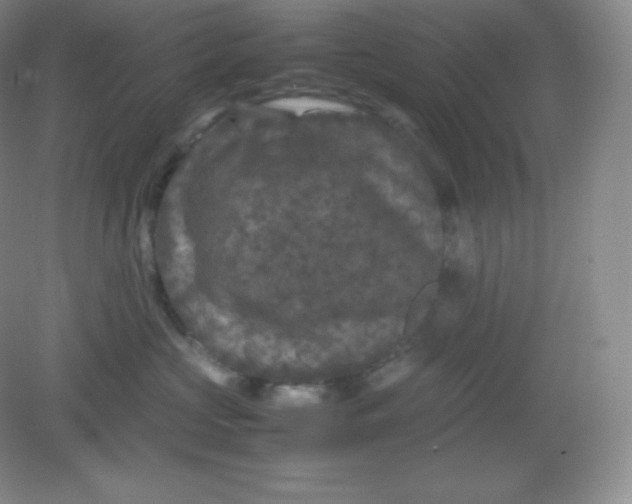 X0000082170573200702021730