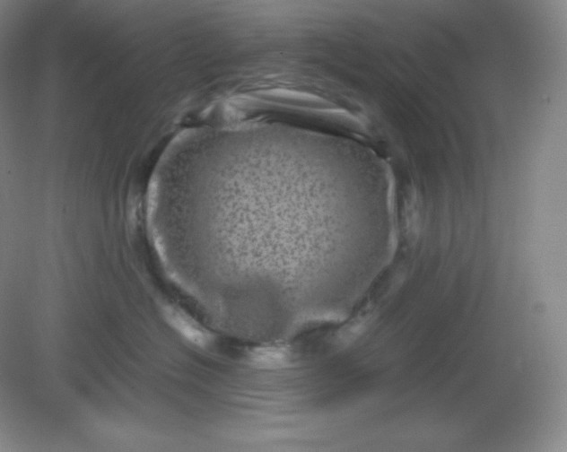 X0000082170574200702021730