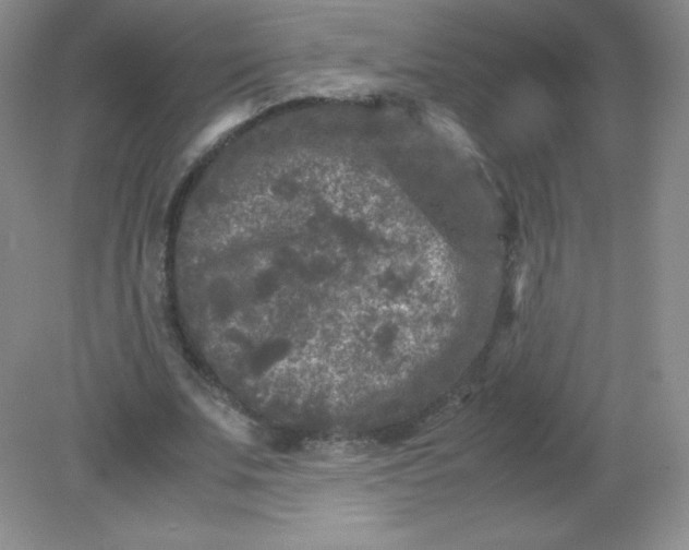 X0000082170679200702021727