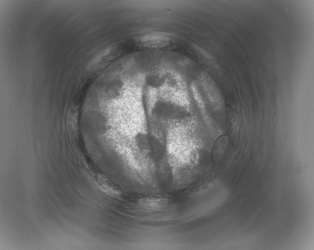 X0000082170745200702021726