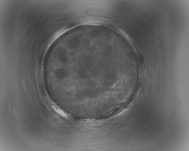 X0000082170779200702021725