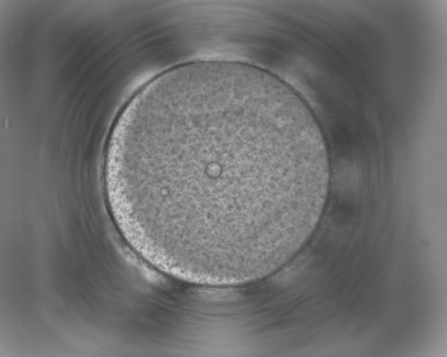 X0000082170856200702021725