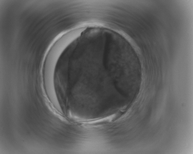 X0000082170864200702021725