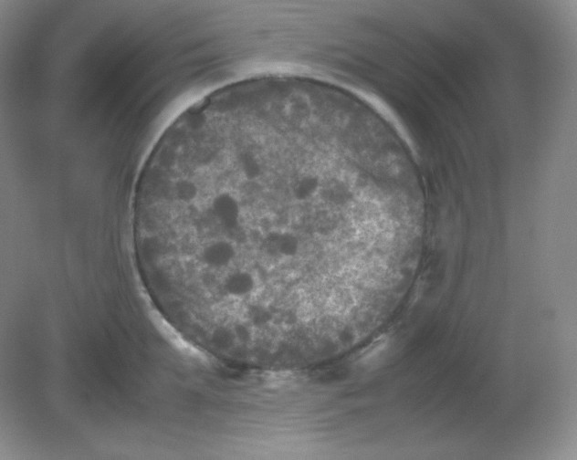 X0000082170903200702021723