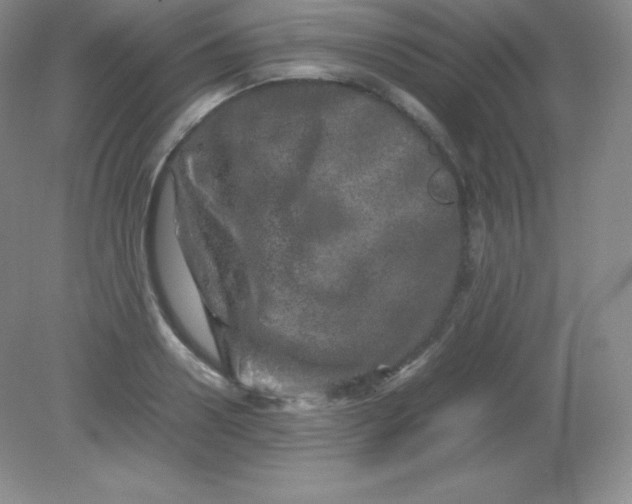 X0000082170938200702021723