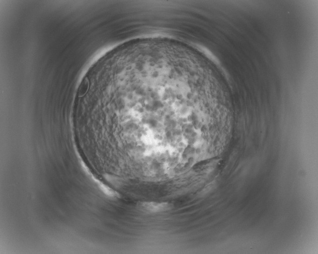 X0000082170943200702021723