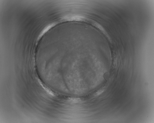 X0000082170978200702021722