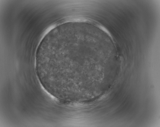 X0000082171095200702021720