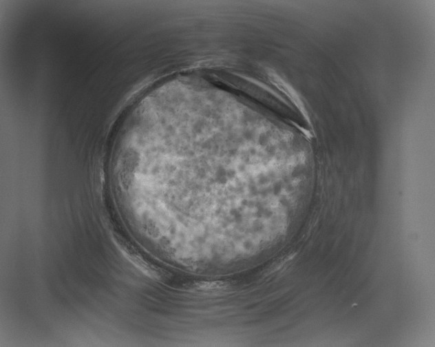 X0000082170059200702092254