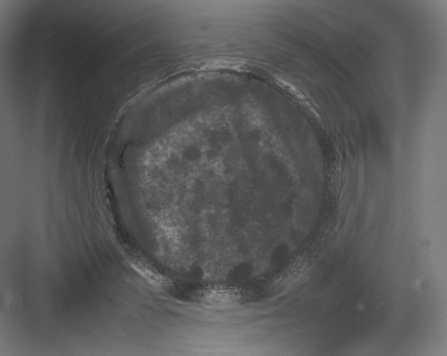 X0000082170303200702092250