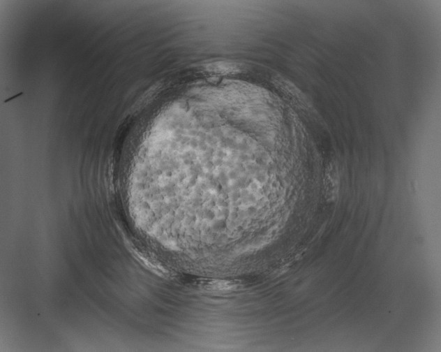 X0000082170330200702092250