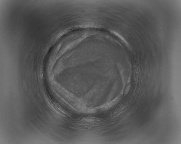 X0000082170631200702092244